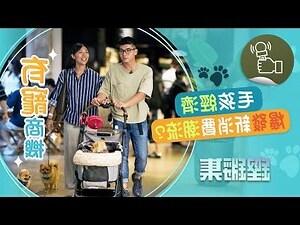 一隻狗的遺囑 香港